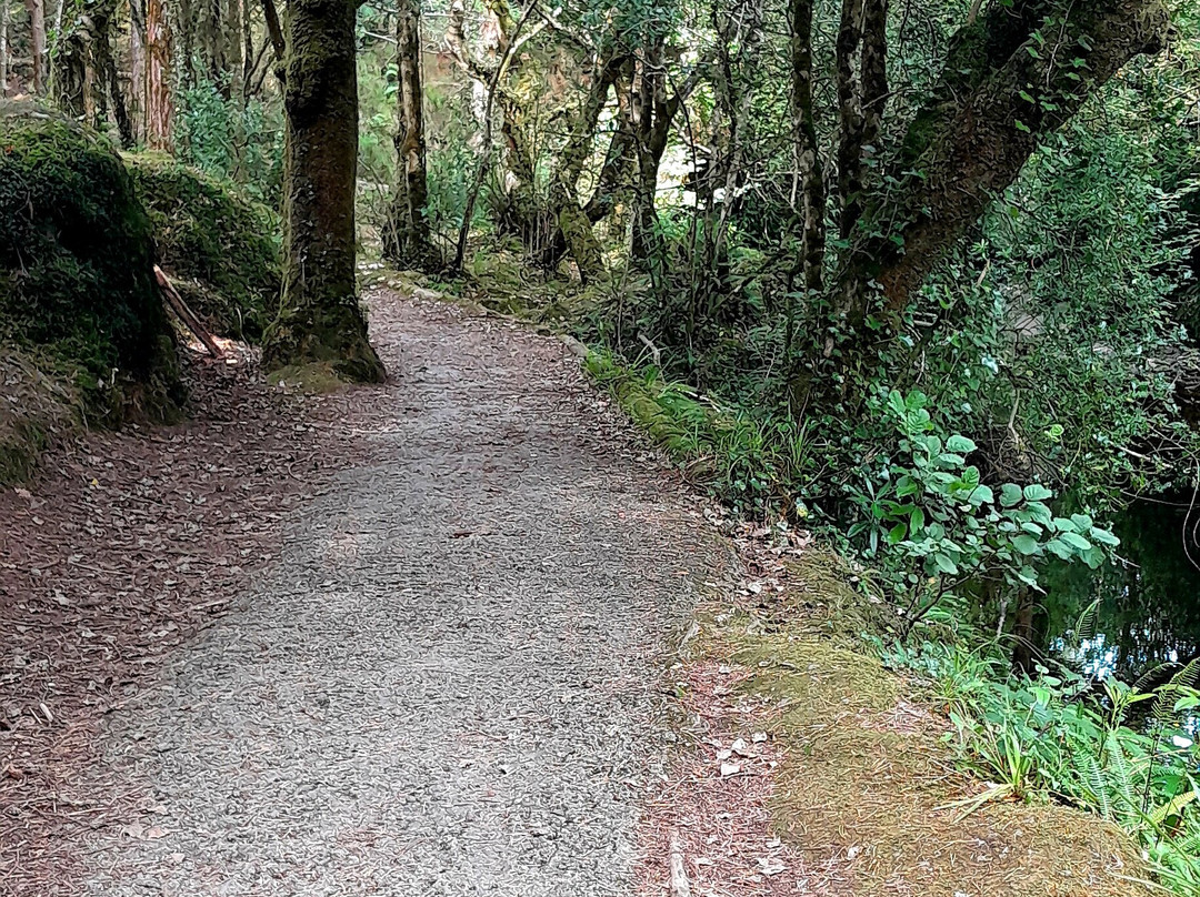 Glengarriff Nature Reserve-Glengarriff必去景点