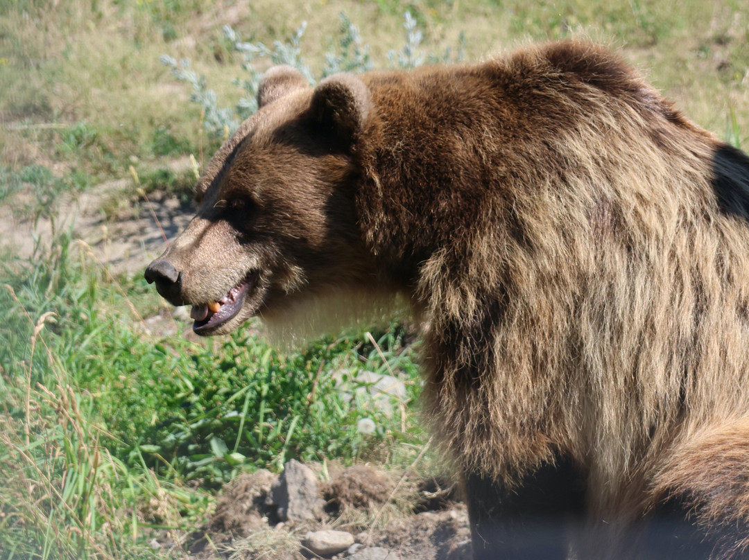 BC Wildlife Park-坎卢普斯必去景点