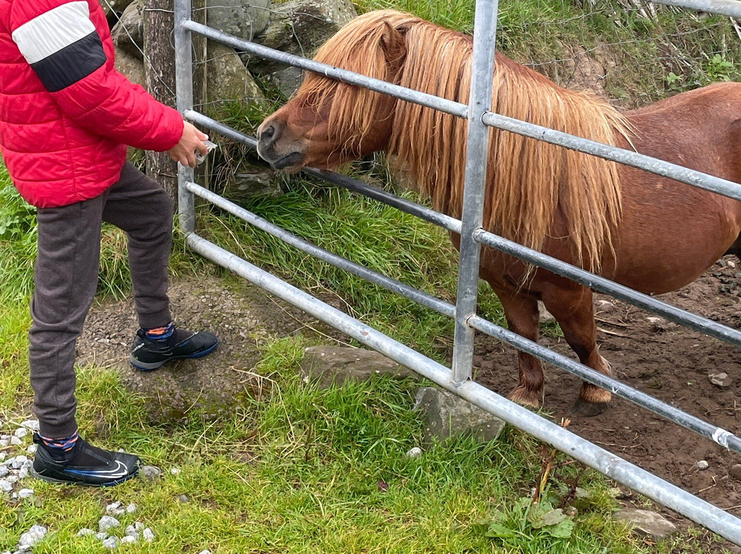 Scanlon's Pet Farm-丁格尔必去景点