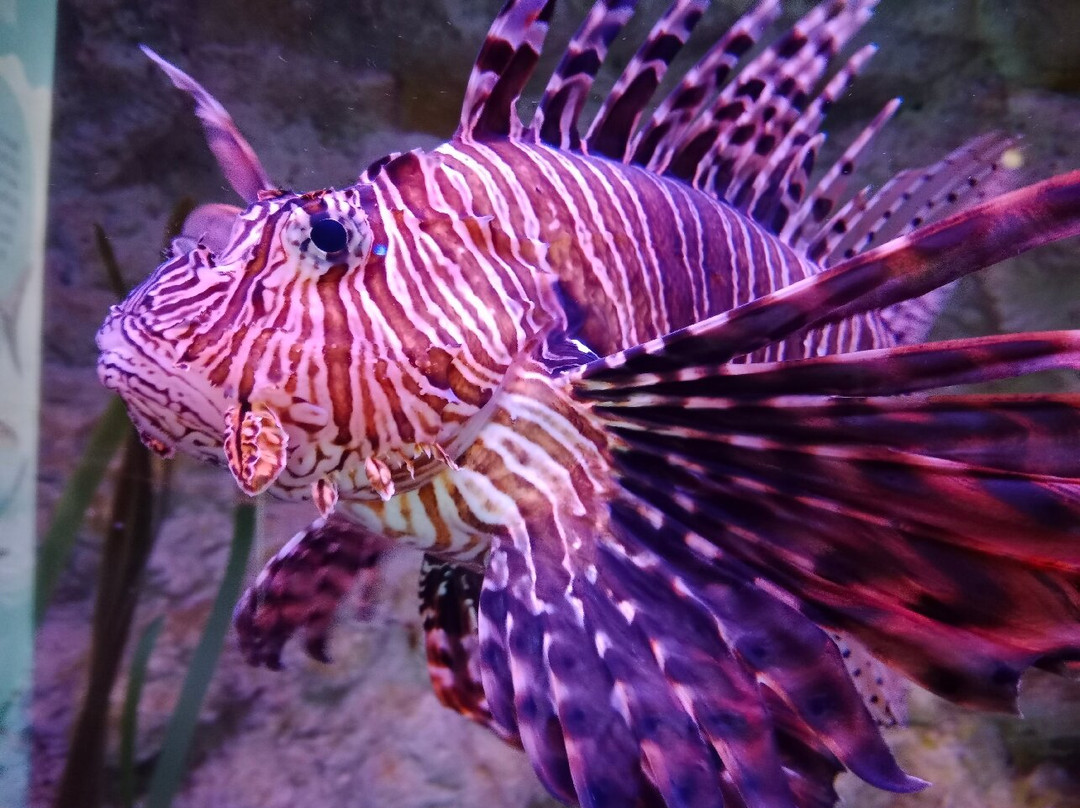 Aquarium Boka-科托尔必去景点