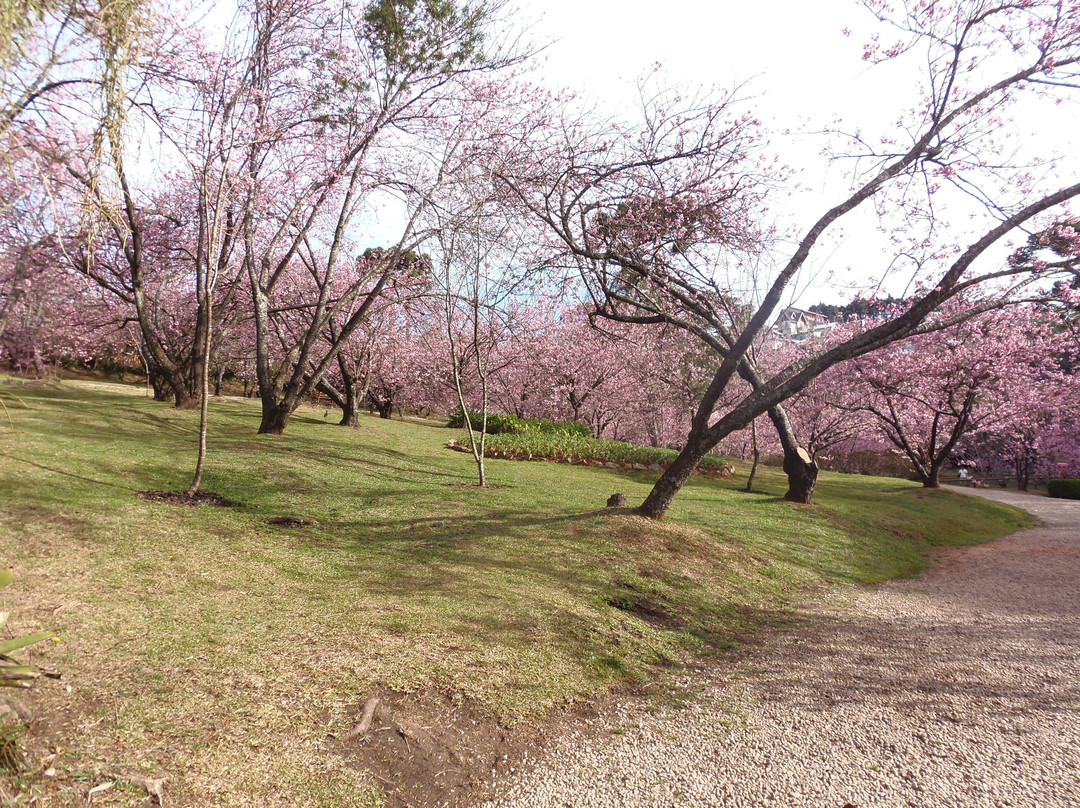 Parque das Cerejeira-坎普斯－杜若尔当必去景点