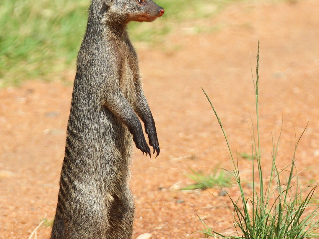 Dawn In Africa Safaris - Day Tours-内罗毕必去景点