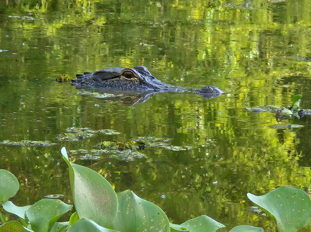 The Last Wilderness Swamp Tour-Plaquemine必去景点