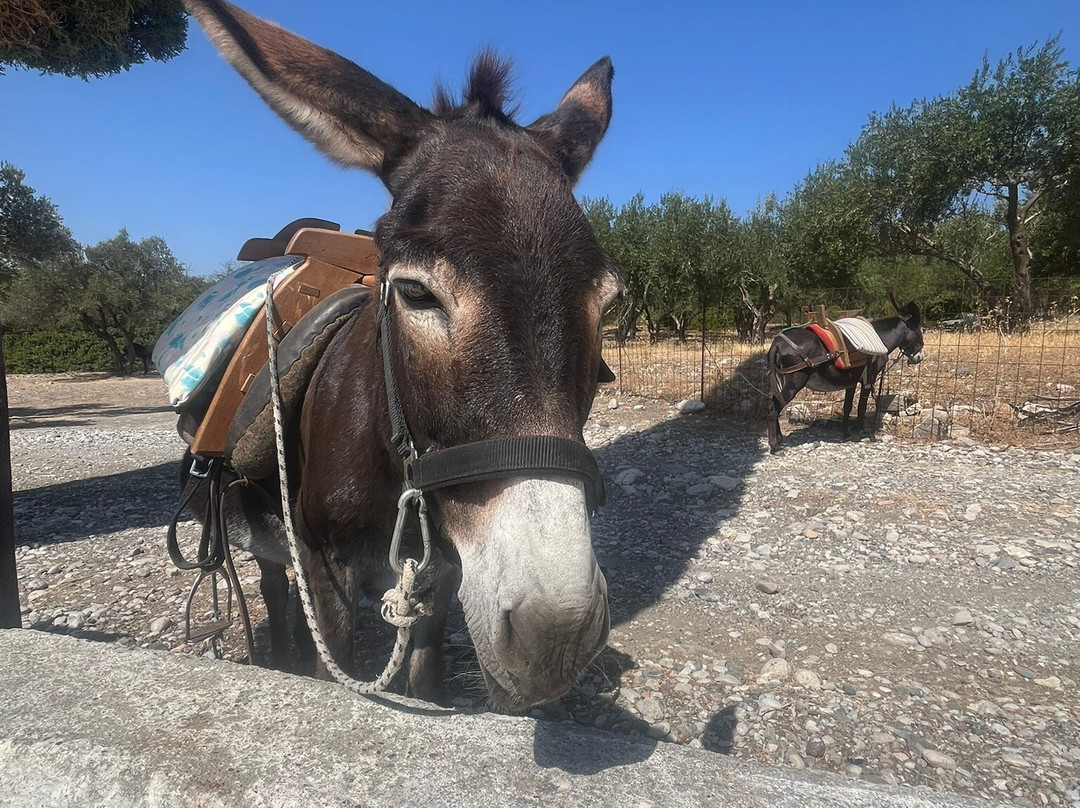 Donkey Cruise-Asklipiio必去景点