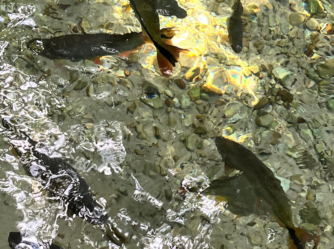 Balneario Estivado-诺布里斯必去景点