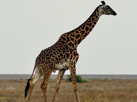 Lifestyle Safaris & Holidays Limited-阿鲁沙必去景点