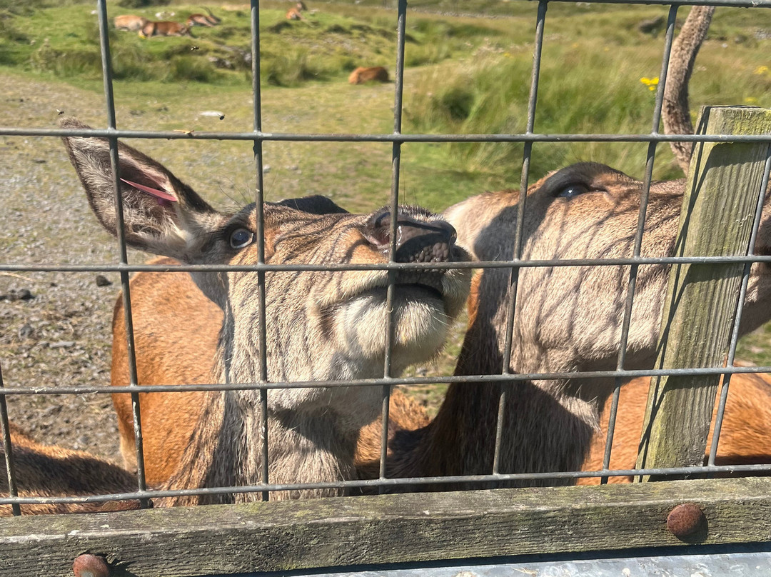 The Galloway Forest Park Red Deer Range-Castle Douglas必去景点