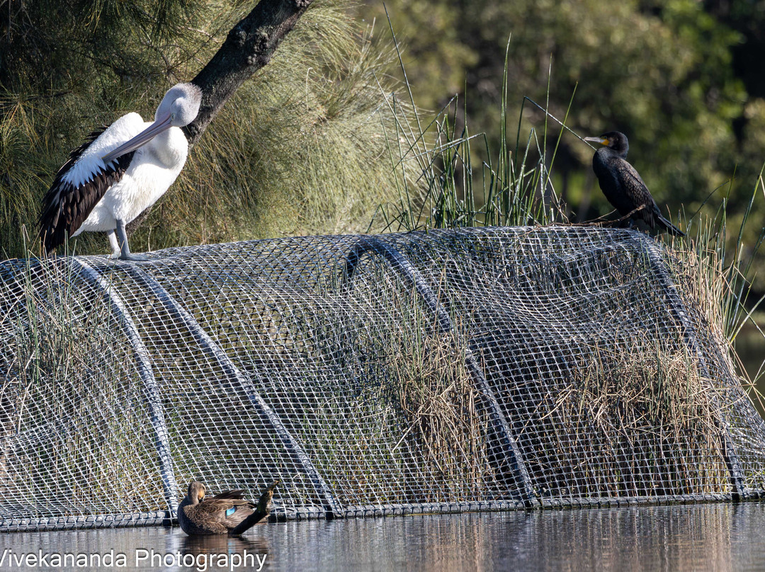 Bicentennial Park-Sydney Olympic Park必去景点