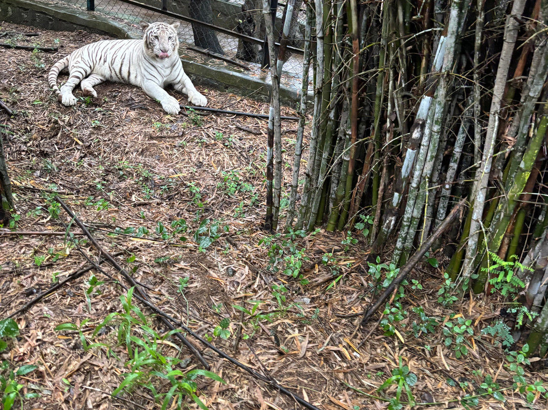 Bannerghatta Biological Park-班加罗尔必去景点