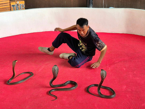 Krabi King Cobra Show-Khlong Haeng必去景点