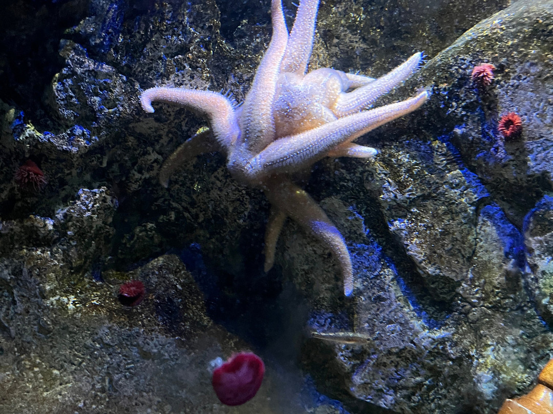 Sealife Adventure-滨海绍森德必去景点