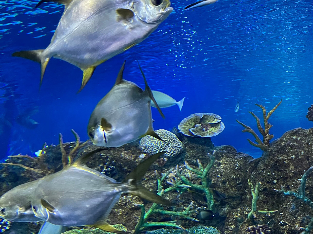 Angkor Wildlife & Aquarium-暹粒必去景点