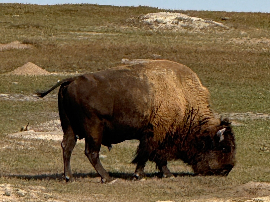 Hawthorn Suites by Wyndham Dickinson主图