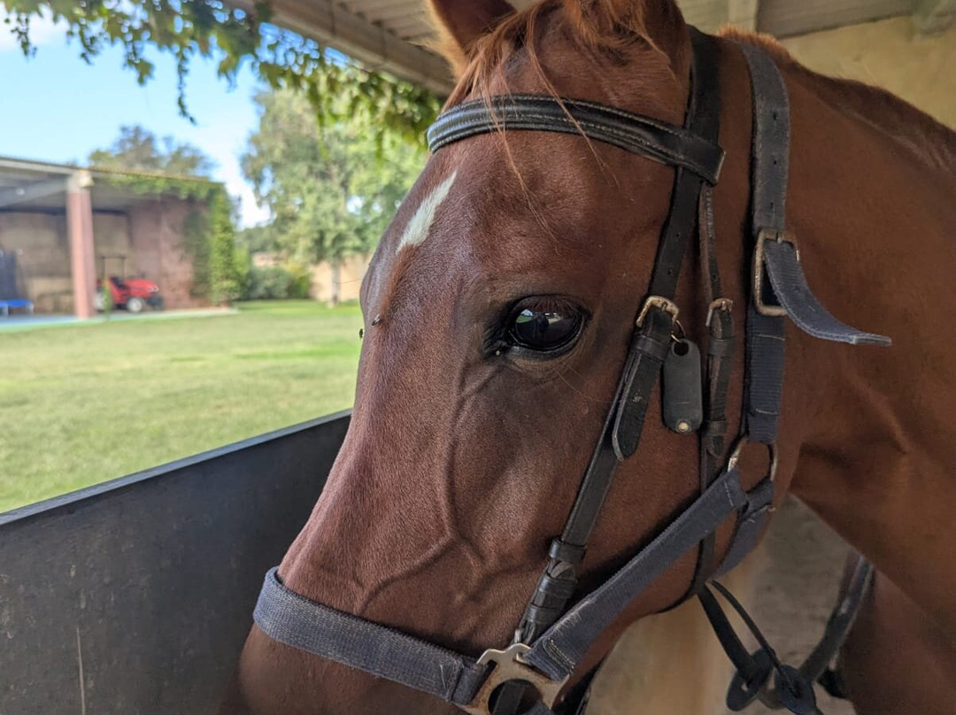 Cal Robusto Turisme Eqüestre-休拉纳必去景点