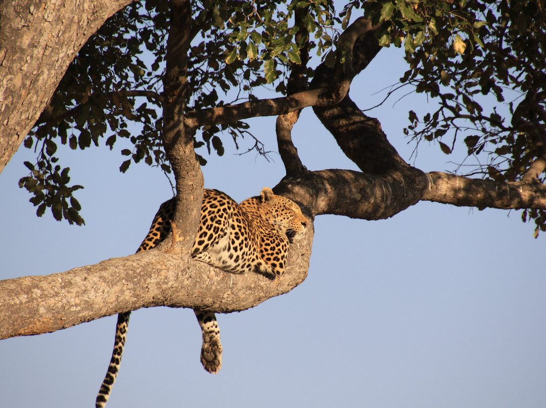 Go Safari-约翰内斯堡必去景点