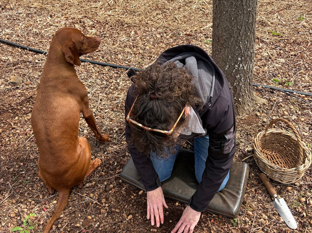 The Truffle Farm Tasmania-德洛兰恩必去景点