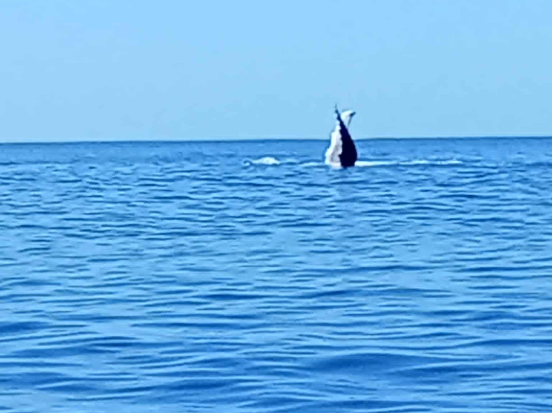 Silent One Lagoon Charters-艾图塔基必去景点