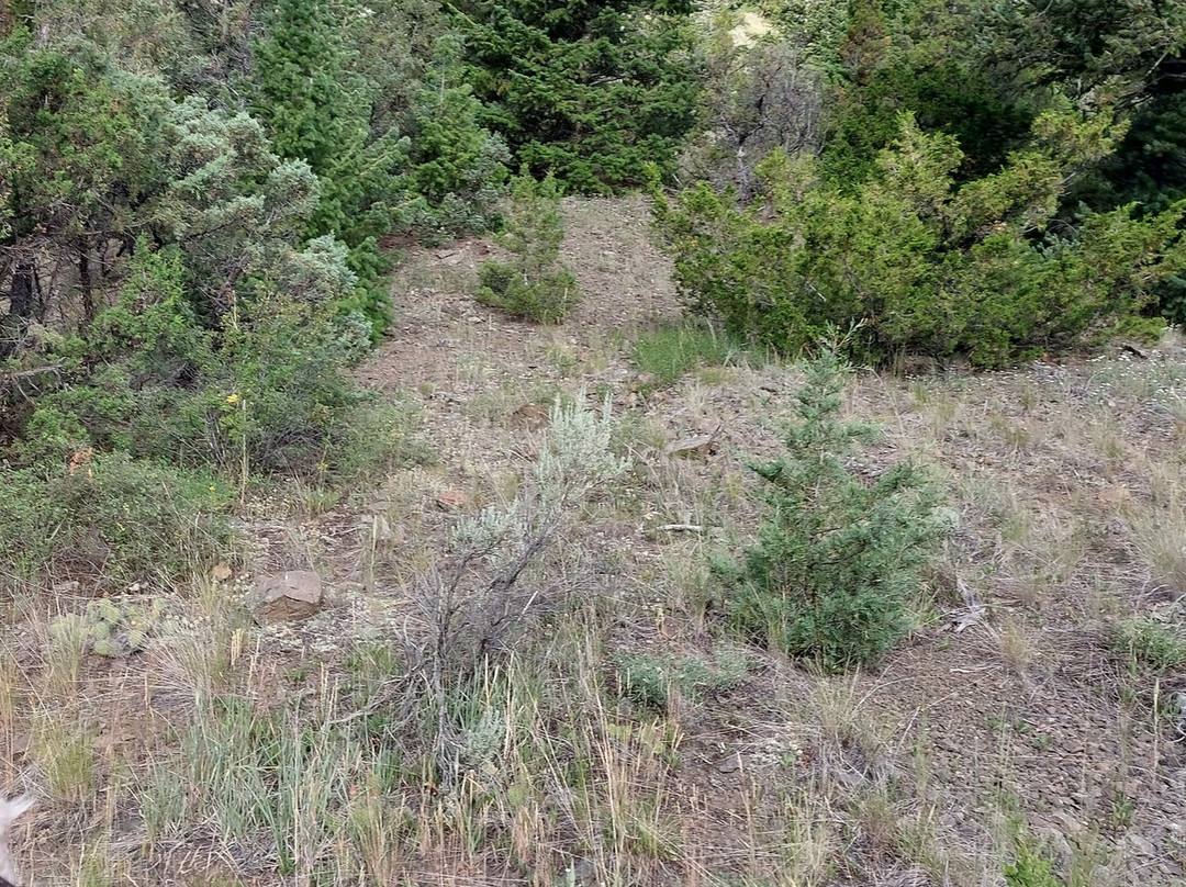 Bill Cody Ranch主图