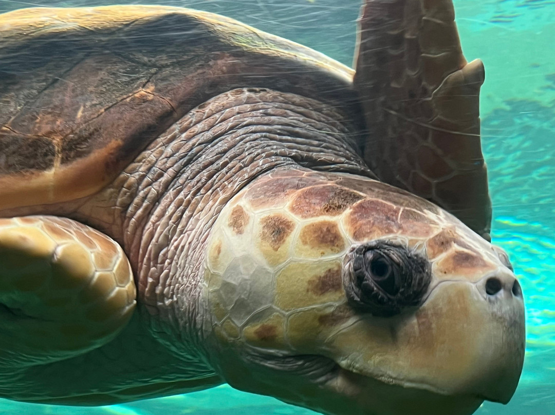 Oceanarium-伯恩茅斯必去景点