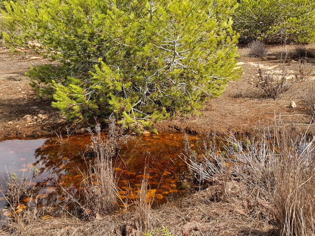 National Park Cap de Barbaria-Es Cap de Barbaria必去景点