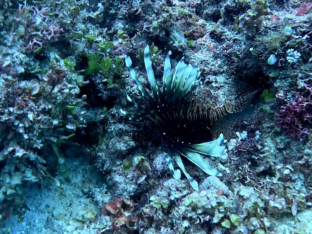 Dive Time Zanzibar-Kizimkazi必去景点