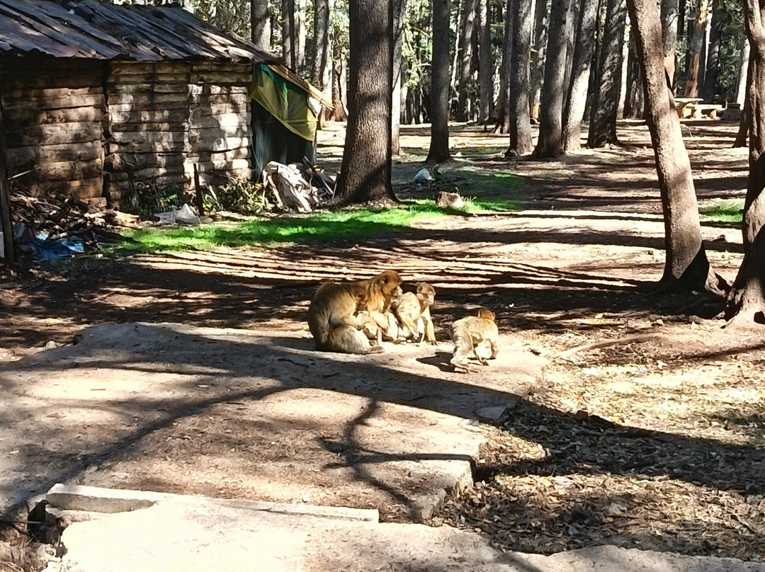 Saleh Boudaoud Official Guide-Azrou必去景点