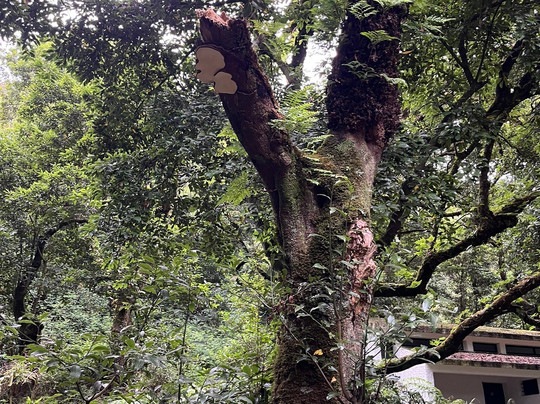 Madeira Fauna & Flora-沙尔必去景点