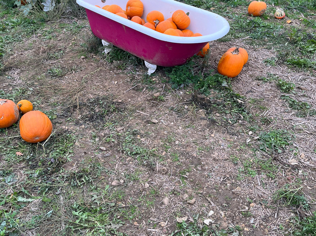 The Pop Up Farm-Redbourn必去景点