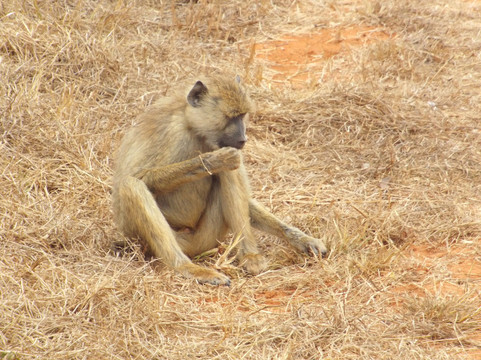 Bush Dwellers Kenya-迪亚尼必去景点