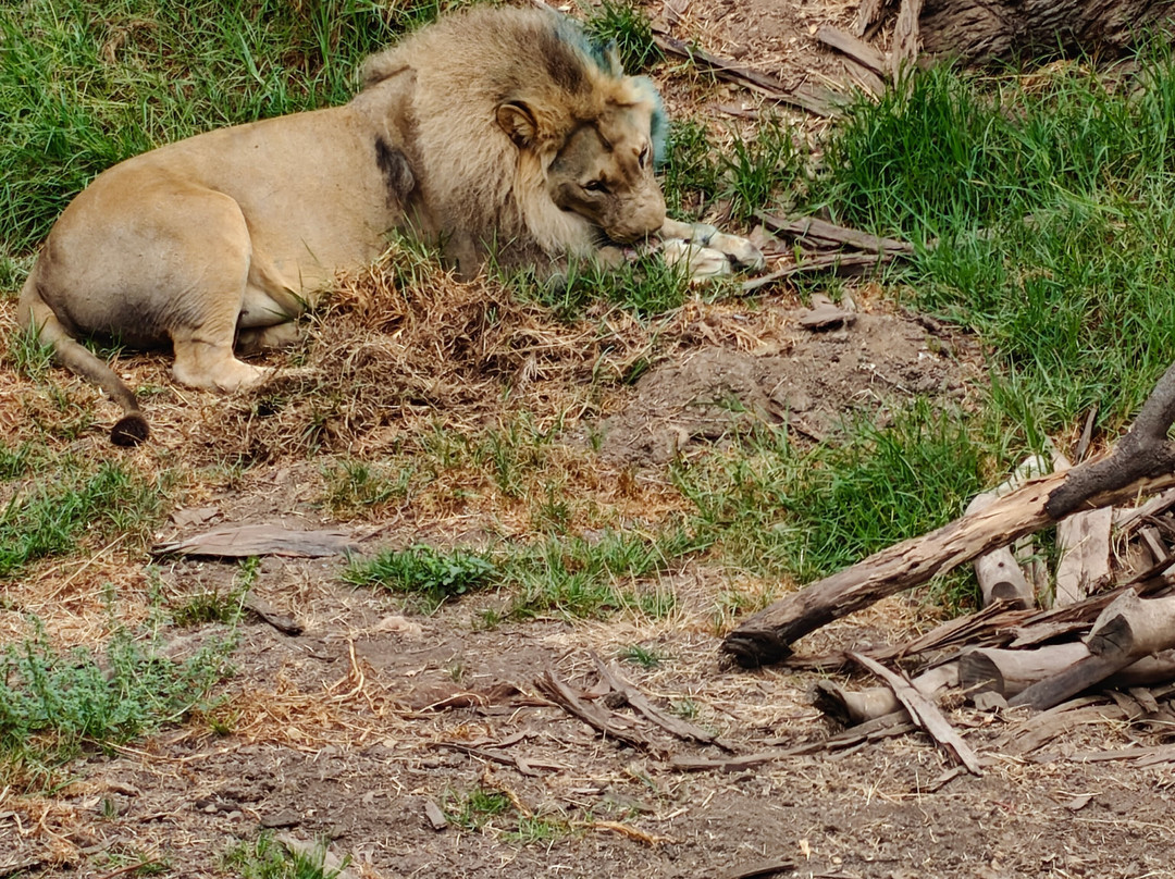 奥克兰动物园-奥克兰必去景点