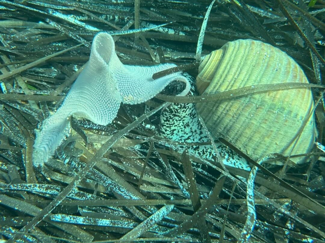 Dawn Diving-卡拉必去景点