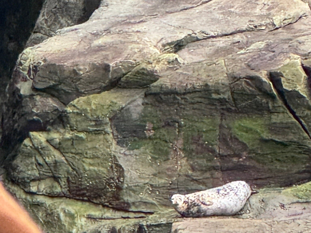 Seabirds and Seals - The Original Noss Boat Tours-Lerwick必去景点