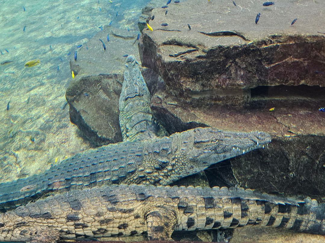 Dubai Crocodile Park-迪拜必去景点