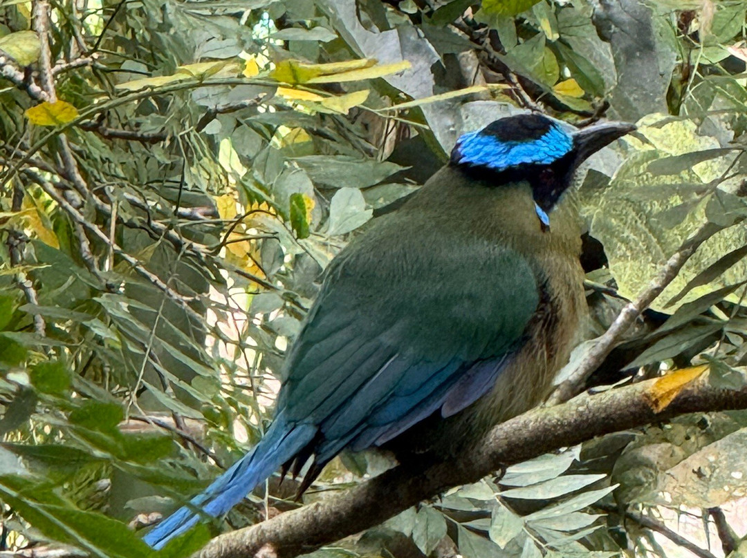 Don Manolo Café-佩雷拉必去景点