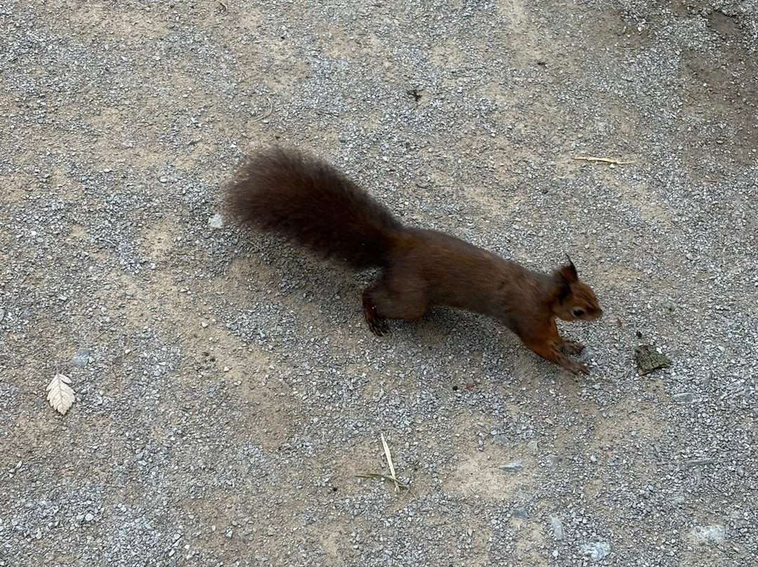 Peak Wildlife Park-Winkhill必去景点