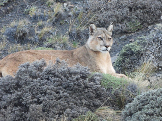 Patagonia Safari Experience-纳塔莱斯港必去景点