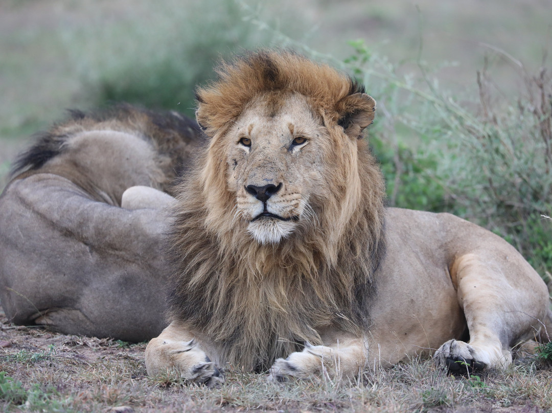 Cheetah Safaris-内罗毕必去景点