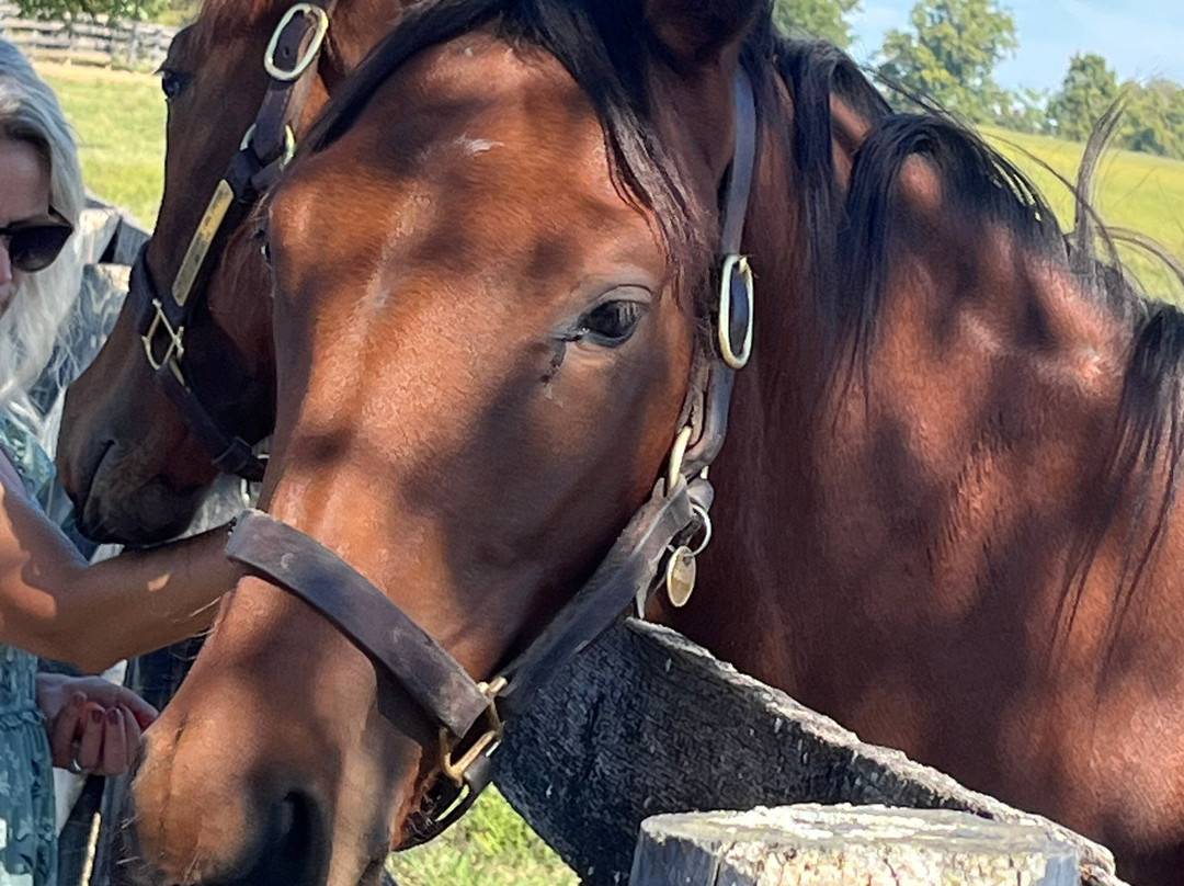 Mill Ridge Farm-列克星敦必去景点