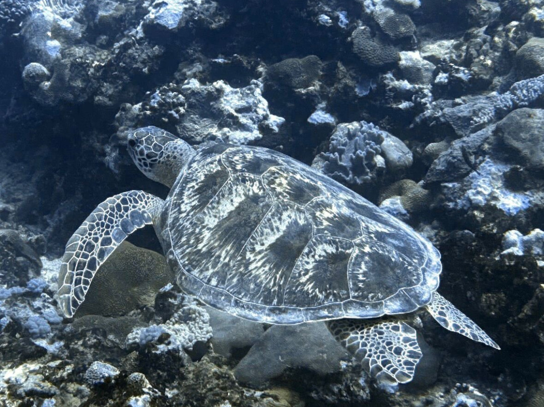 Crystal Diving Centre-贝尔马尔必去景点