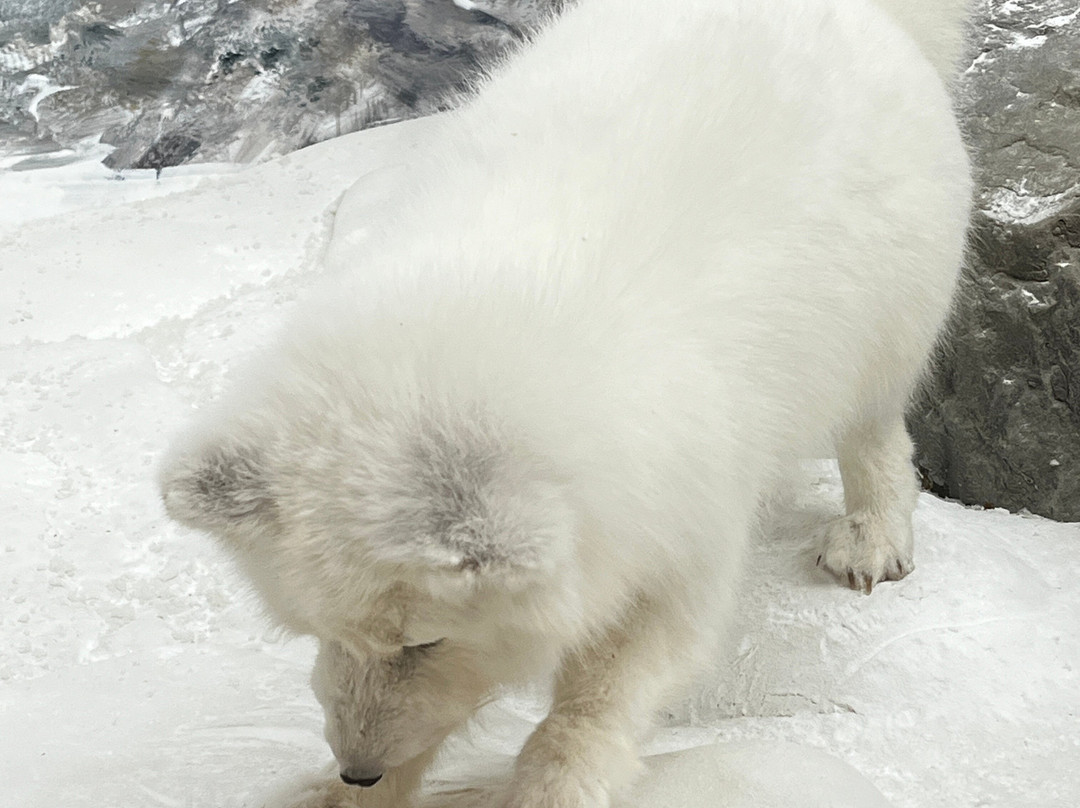 Northern Wildlife Museum-Teslin必去景点