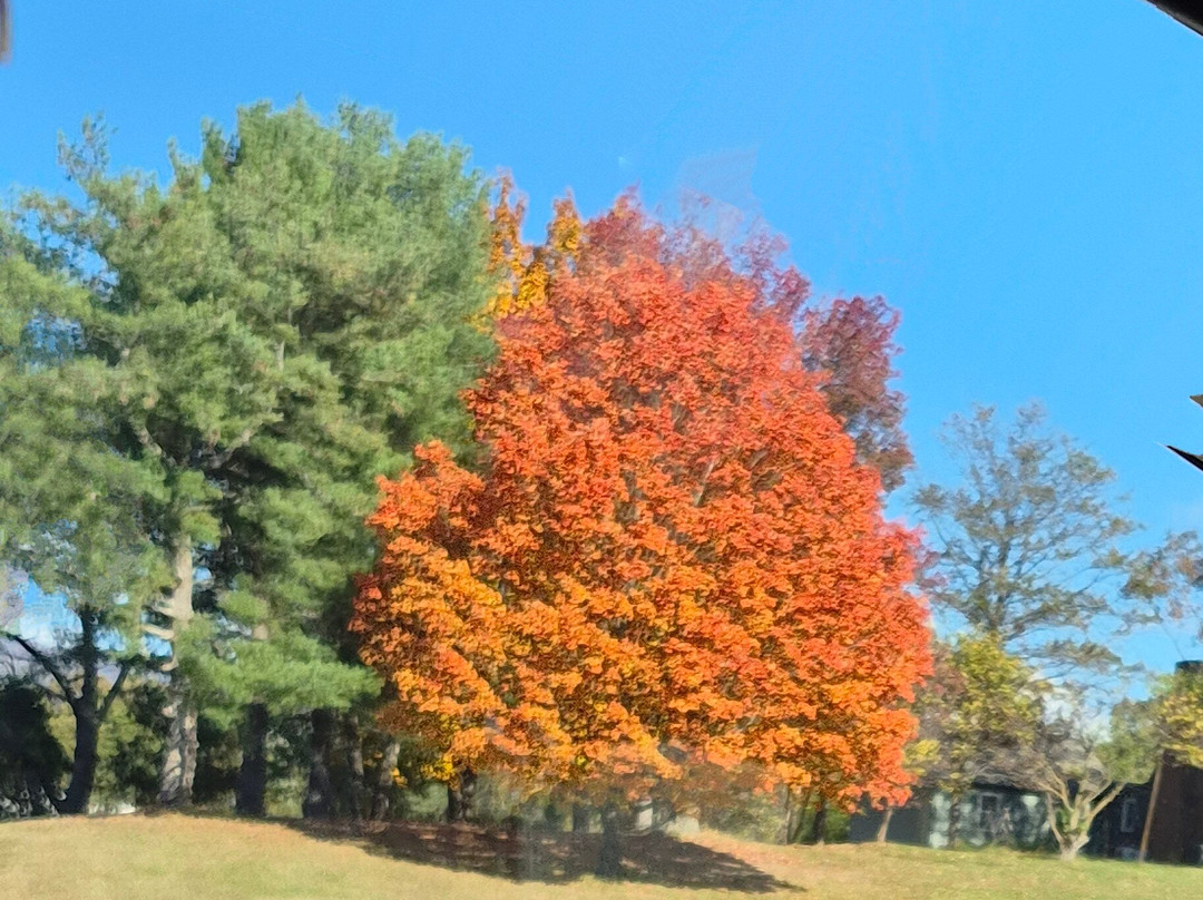 Joshua Wilton House主图