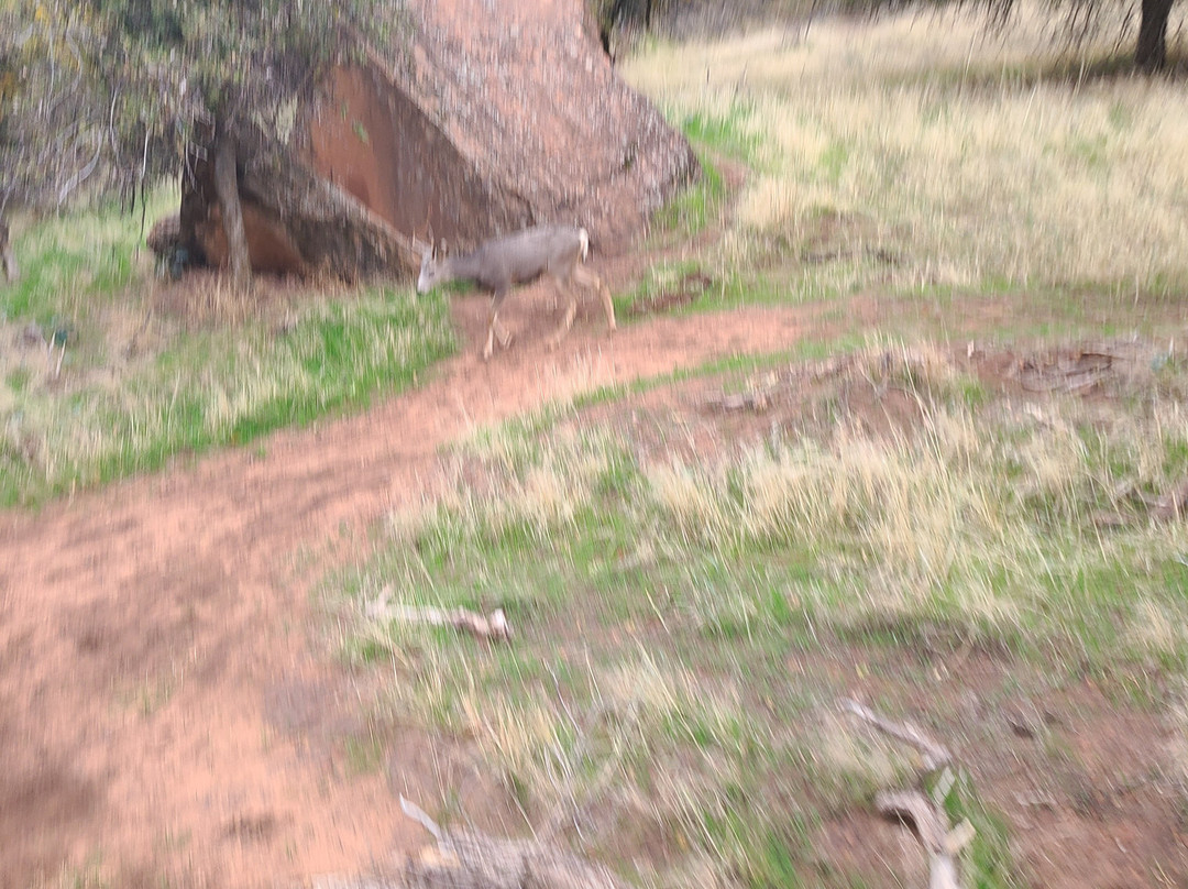 Canyon Trail Rides-锡安国家公园必去景点