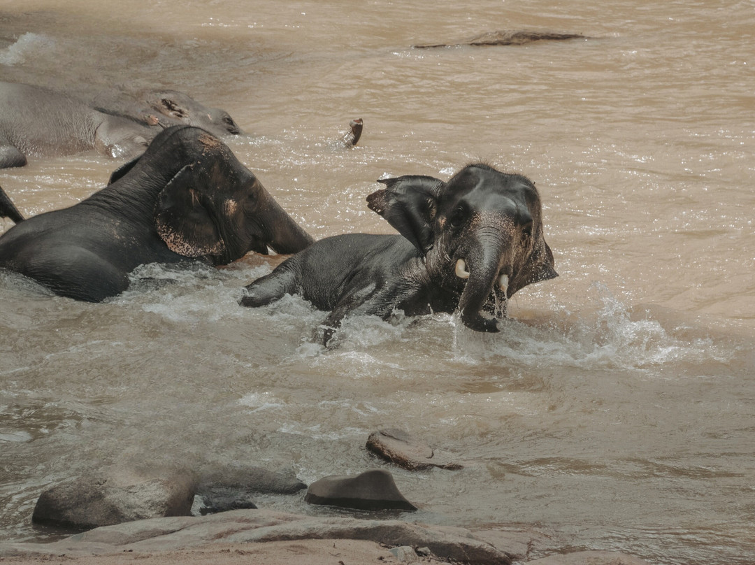 Kenyir Elephant Conservation Village-瓜拉伯浪必去景点