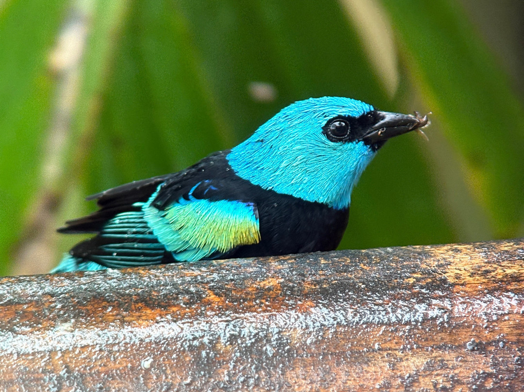 Costa Rica Focus-圣何塞必去景点