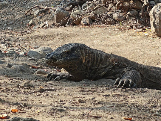 Travass Life-科莫多必去景点