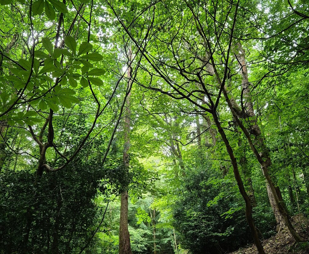 Gala Policies Community Woodland-Galashiels必去景点