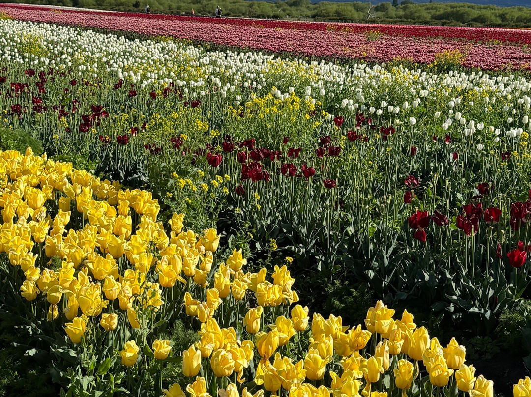 Campo De Tulipanes-Trevelin必去景点