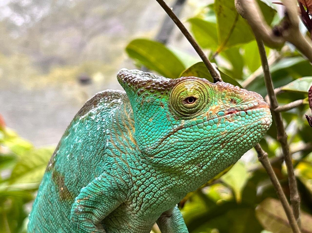 Analamazaotra Special Reserve-昂达西贝必去景点