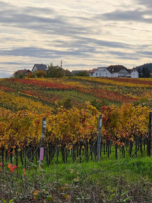 Rietburgbahn-Edenkoben必去景点