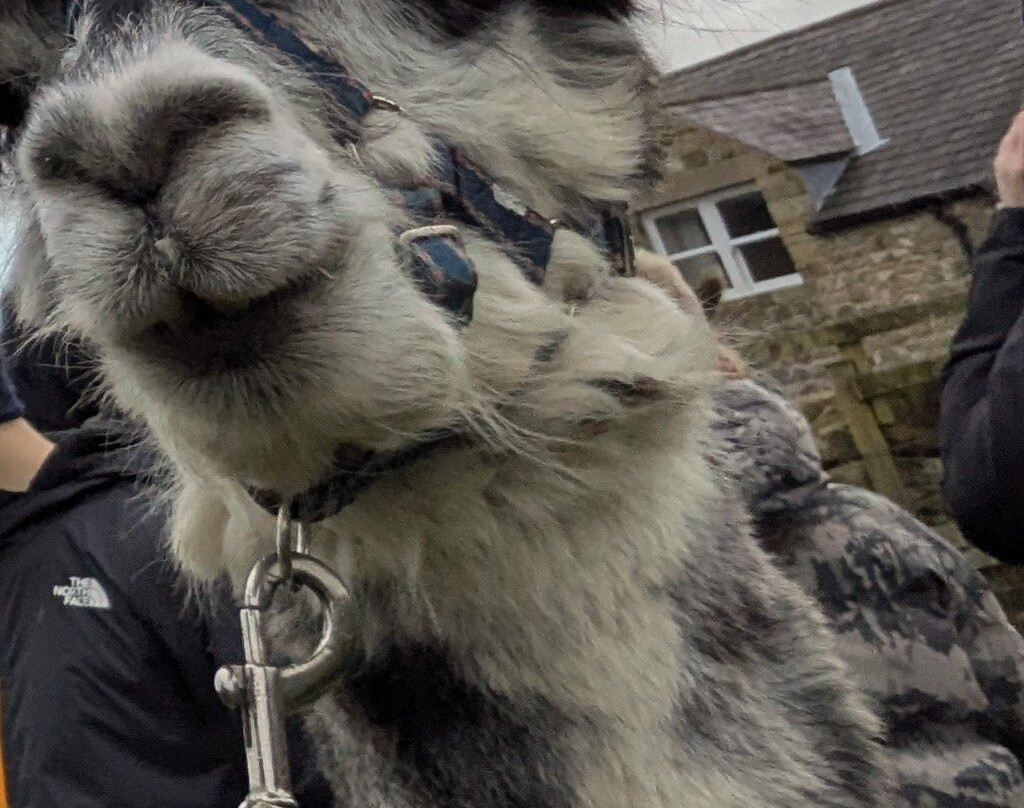 Ferny Rigg Alpacas-赫克瑟姆必去景点